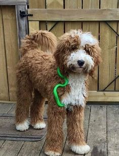 a small brown and white dog standing on top of a wooden floor next to a fence