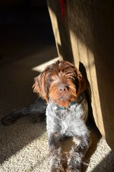 a brown and white dog laying on top of a carpeted floor next to a wall