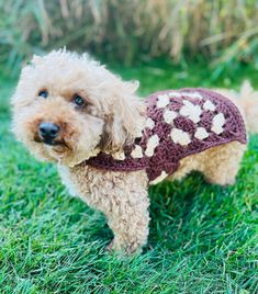 a dog wearing a sweater standing in the grass