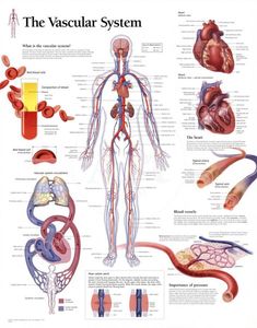 the vascul system is shown in this medical poster, with diagrams on it