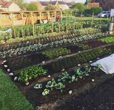 an outdoor garden with lots of plants growing in the ground and dirt on the ground