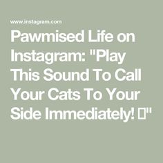 an instagramr with the words, pawwised life on instagramm play this