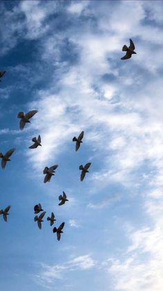 a flock of birds flying in the sky