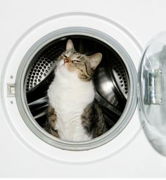 a cat sitting in the front of a washing machine looking up at something inside it