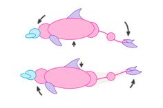 an image of two cartoon fish with different colors and shapes on them, one is pink and the other is blue