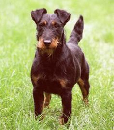 a small black and brown dog standing on top of a lush green grass covered field