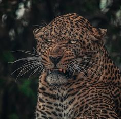 a large leopard standing next to a forest filled with trees