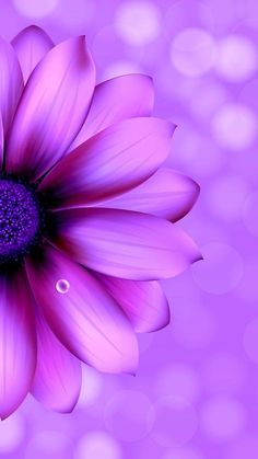 a purple flower with drops of water on it