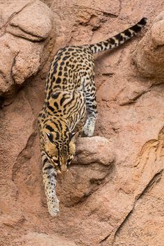 a small cat climbing up the side of a rock