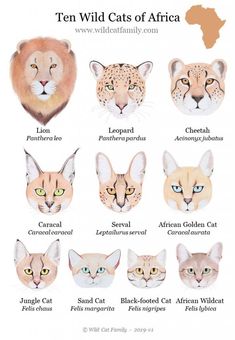 an animal poster with different types of cats on it's face and the words, ten wild cats of africa