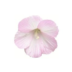 a pink flower on a white background