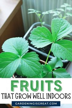 some green plants with the words fruits that grow indoors