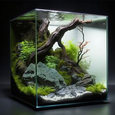 an aquarium with rocks and plants in it