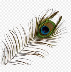 an image of a peacock feather on a white background