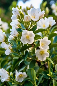 white flowers with green leaves in the sun