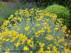 yellow and purple flowers are in the garden