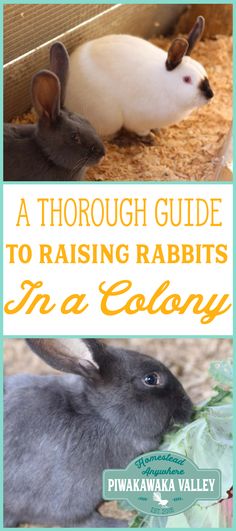 rabbits in a cage with text overlay reading a through guide to raising rabbits in a colony