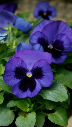 purple pansies with green leaves in a pot