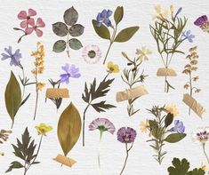 an assortment of pressed flowers and leaves on white paper with watercolor paint effect in the background