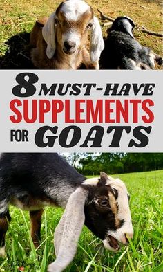 three goats with the title 8 must have supplements for goats