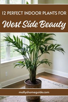 a potted plant with text overlay that reads 12 perfect indoor plants for west side beauty