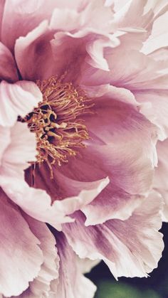 a pink flower with green leaves in the background