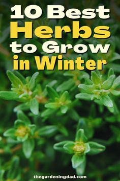 the words 10 best herbs to grow in winter