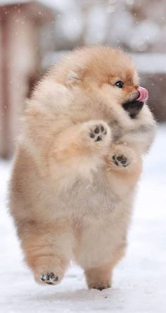 a small dog standing on its hind legs in the snow