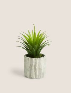 a small potted plant sitting on top of a table