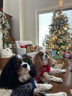 two dogs sitting on the floor in front of a christmas tree