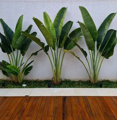 three large green plants in front of a white wall and wooden flooring with grass