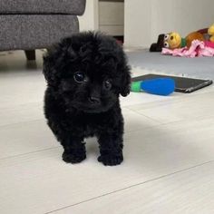 a small black dog standing on top of a white tile floor next to a phone