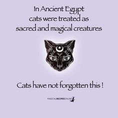 an ancient egyptian cat with the caption, cats have not forgotten this i'm in ancient egypt