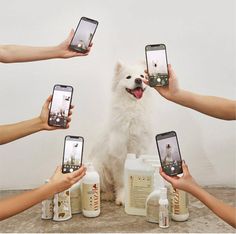 several people holding up their cell phones to take pictures of a dog with its mouth open