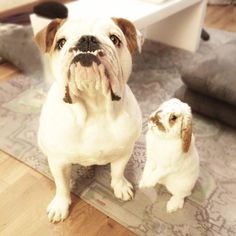 a dog sitting next to a cat on the floor