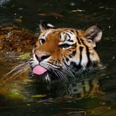 a tiger in the water with its tongue out