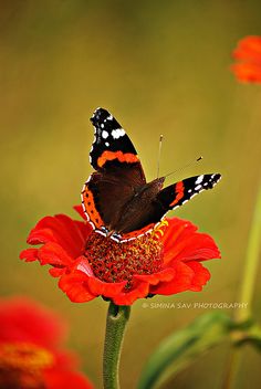 an orange and black butterfly sitting on top of a red flower