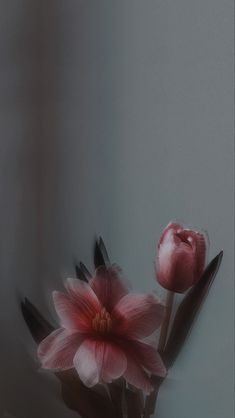 two pink flowers sitting in a vase on a counter top next to a wall with white walls