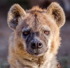 a close up of a hyena looking at the camera