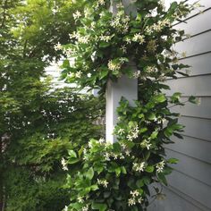 a house with white flowers growing on the side of it's wall and green leaves