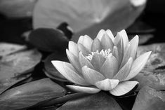 a black and white photo of a water lily