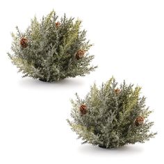 two bushes with pine cones on them are shown in three different angles, one is green and the other is gray