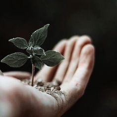 a person's hand holding a small plant with dirt on it, in front of a dark background