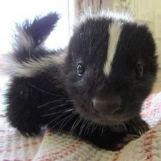 a black and white striped animal laying on top of a bed