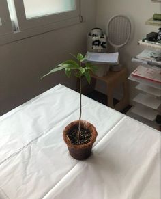 a small potted plant sitting on top of a white table cloth covered tablecloth