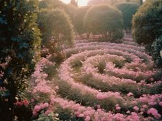 pink flowers in the middle of a garden with trees and bushes around it at sunset