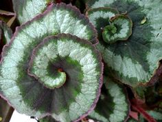 some green and purple leaves are growing together