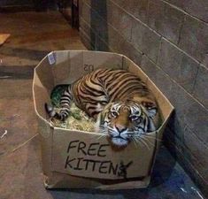 a tiger laying in a cardboard box that says free kittens