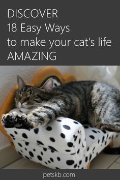 Discover how easy it is to give your cat a fabulous life with our 18 simple hacks  #cats #catcare Heated Cat Bed, Cat Tips, Cat Things, Cat Hacks, Cat Care Tips, Cat Garden, Cat Drinking