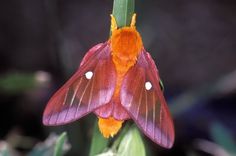 a close up of a butterfly on a plant